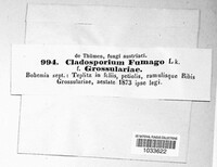 Cladosporium fumago image